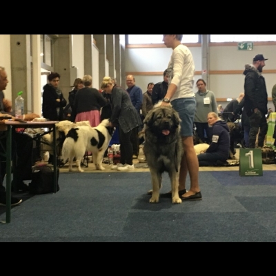IDS KASSEL'18 - VALKYRIA